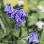 Fotoreeks Hallerbos bij Brussel, het allerbekenste in het Hallerbos is wel de bloei van de mooie hyacinten